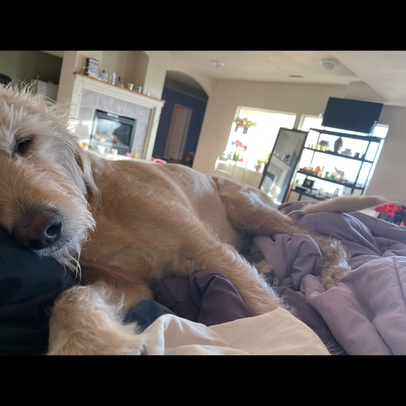 Meet your Posher, Lily - Picture 1 of 1